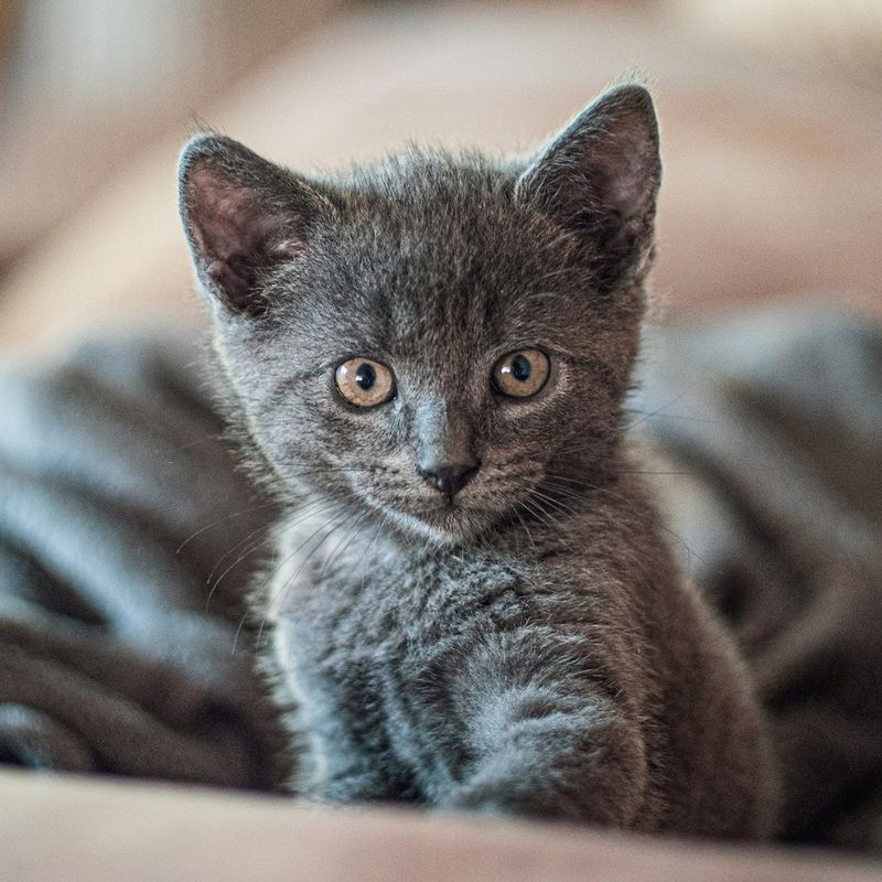 Chartreux Kitten