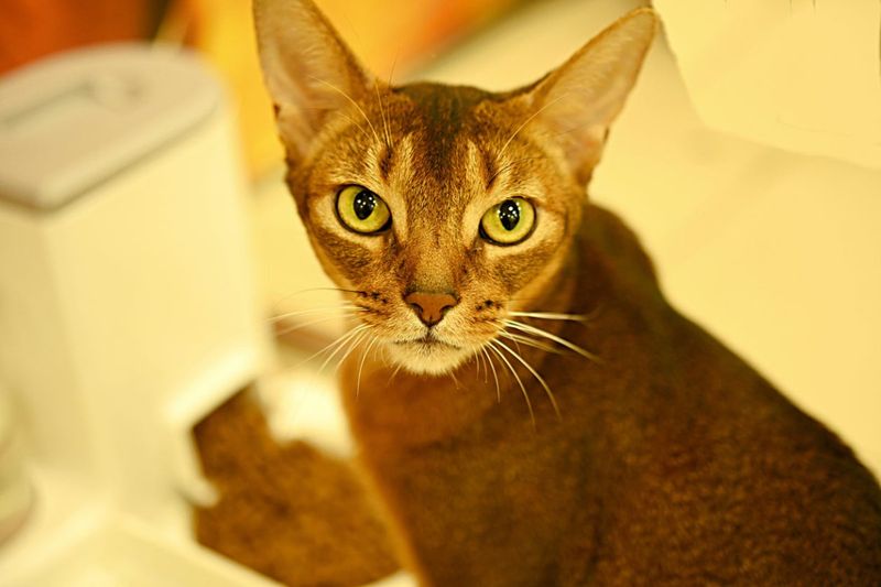 Chausie