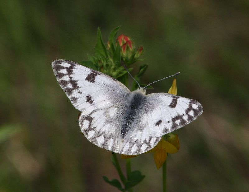 Checkered White - South Dakota