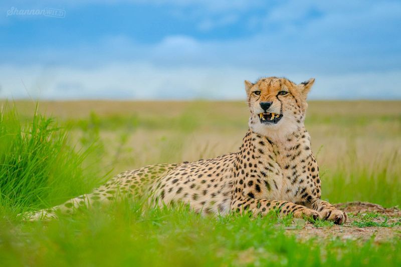 Cheetah's Grassland Guise