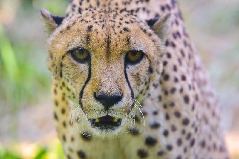 Cheetah