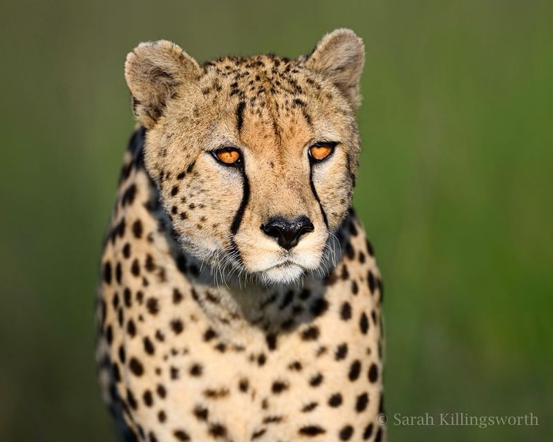 Cheetah