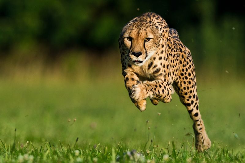 Cheetah's Speed Chase