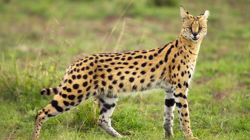 Serval