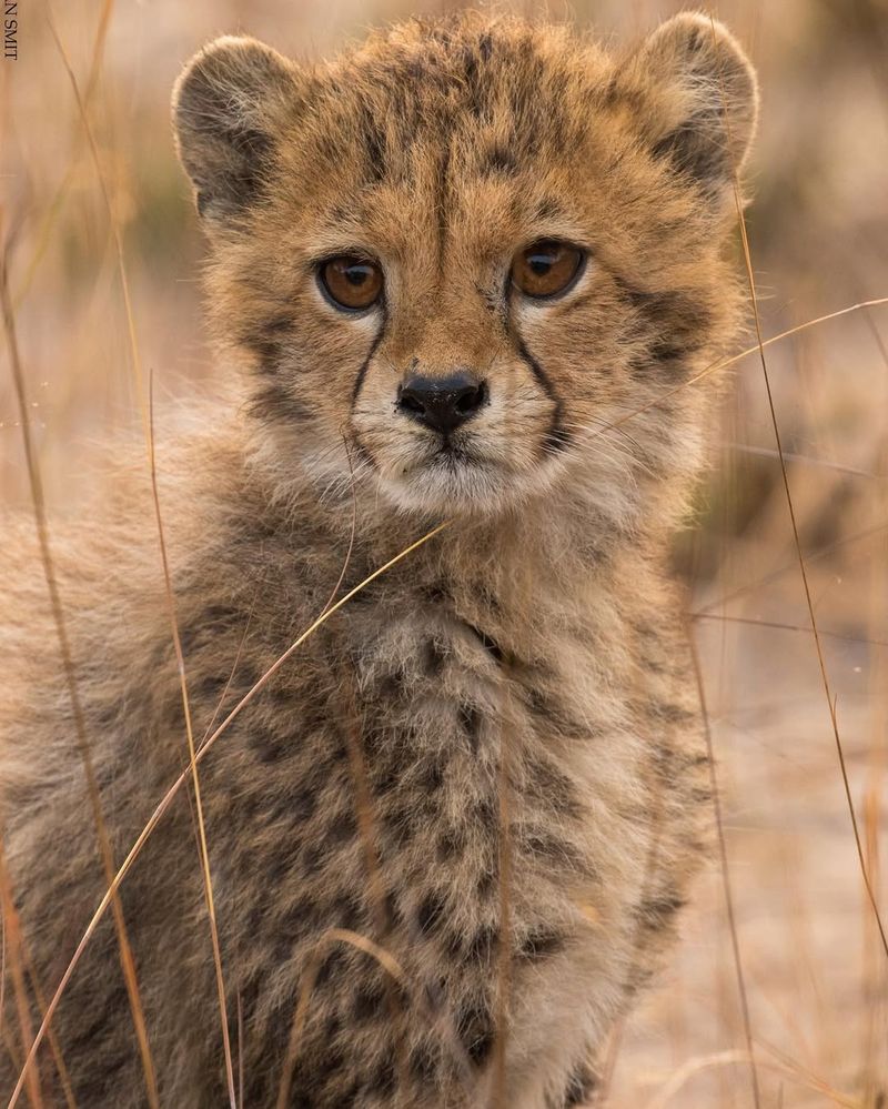 Cheetah Cubs