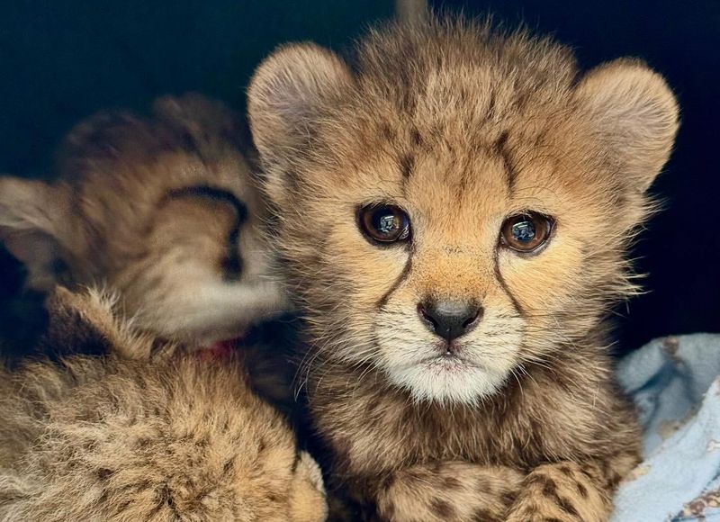 Cheetah Cubs