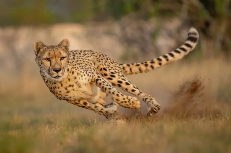 Cheetah