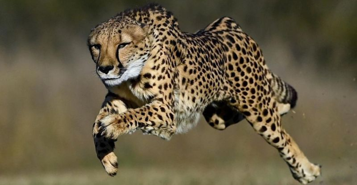 Cheetahs Vs. Other Big Cats — 7 Key Differences Explained