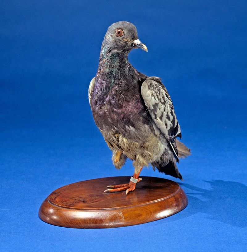 Cher Ami: The Brave Messenger Pigeon