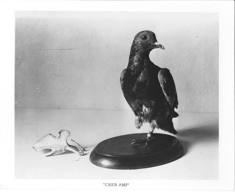 Cher Ami the Pigeon