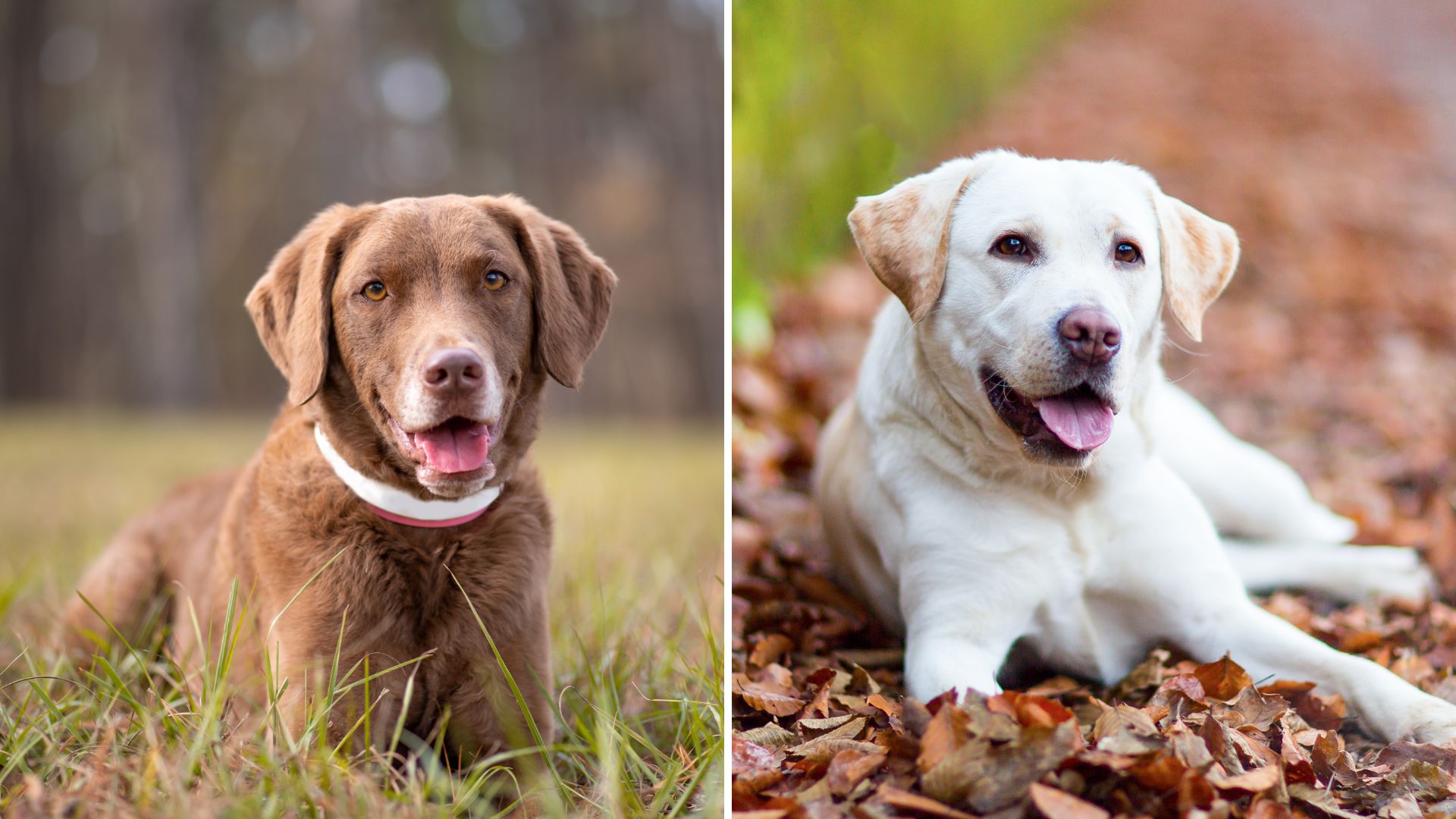 Chesapeake Bay Retriever – Labrador Retriever