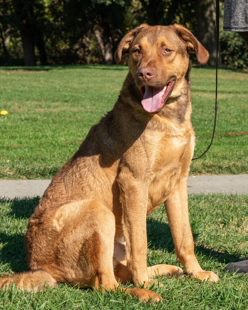 Chesapeake Bay Retriever