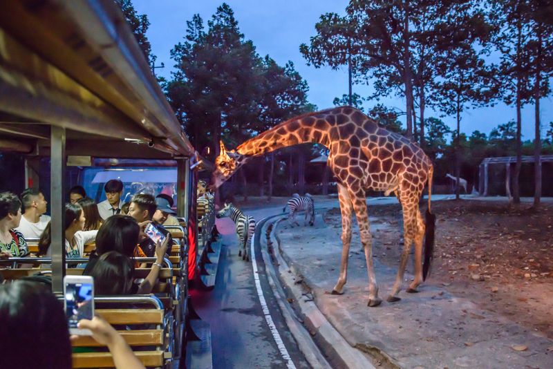 Chiang Mai Night Safari, Thailand