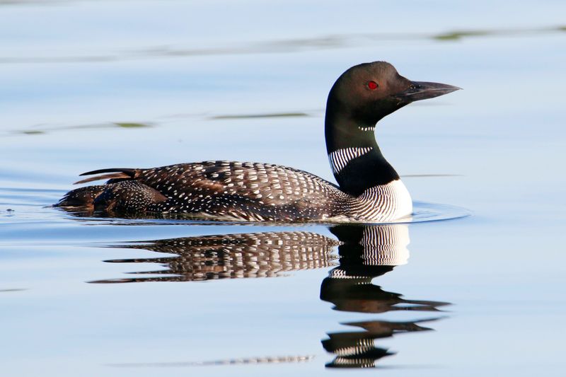 Striking Plumage and Appearance