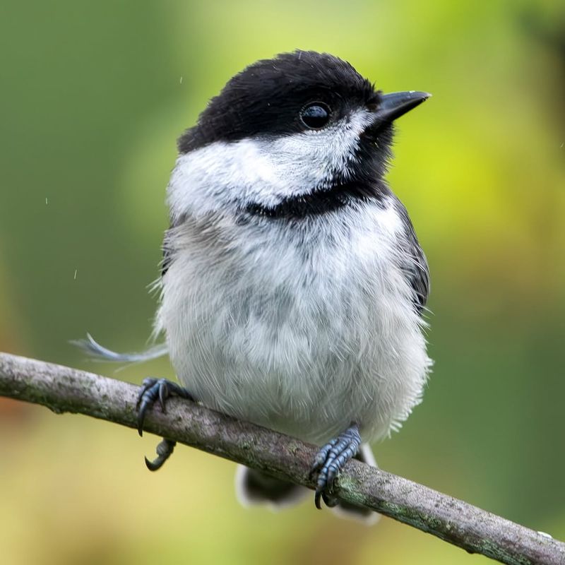 Chickadee