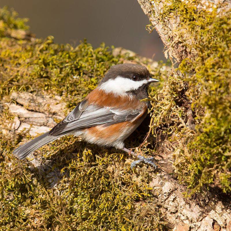 Chickadee