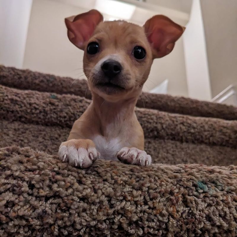 Chihuahua Puppy