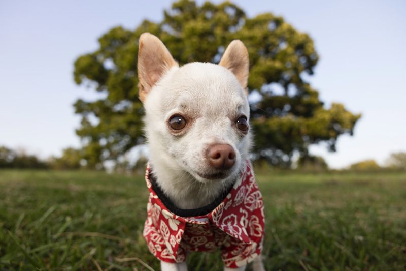 Chihuahua