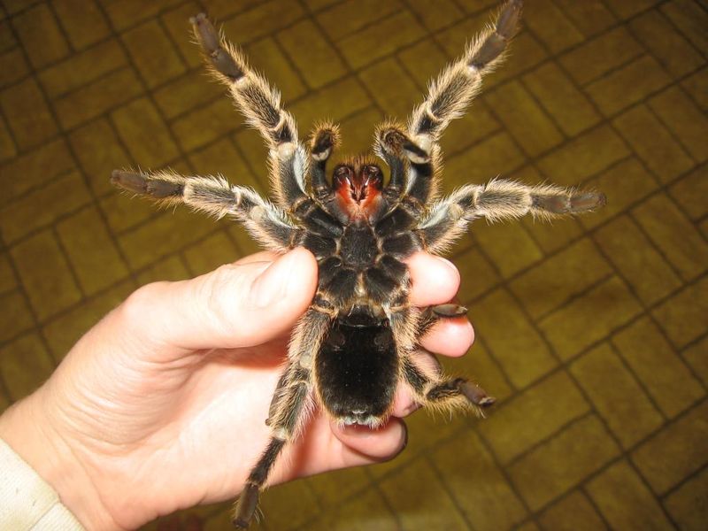 Chilean Rose Tarantula