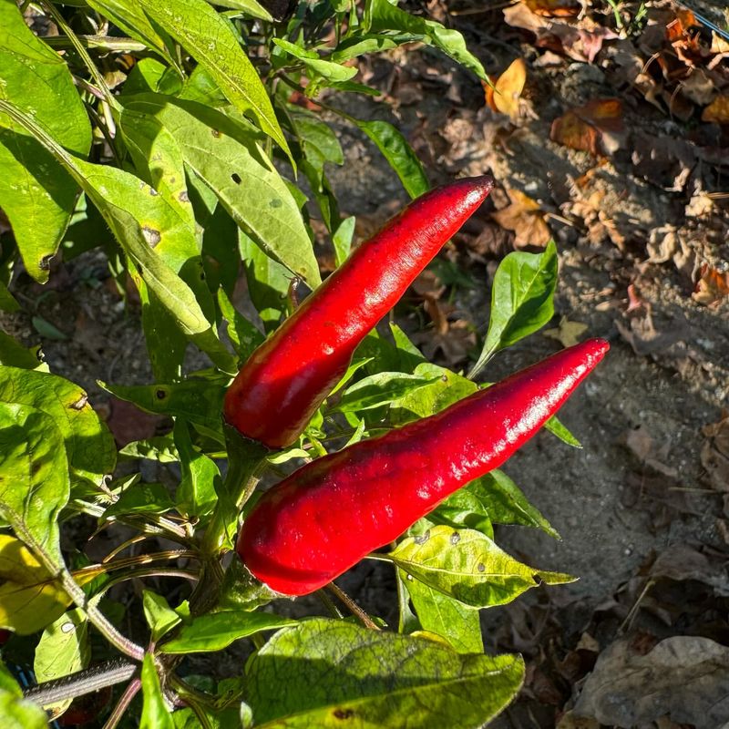 Chili Pepper