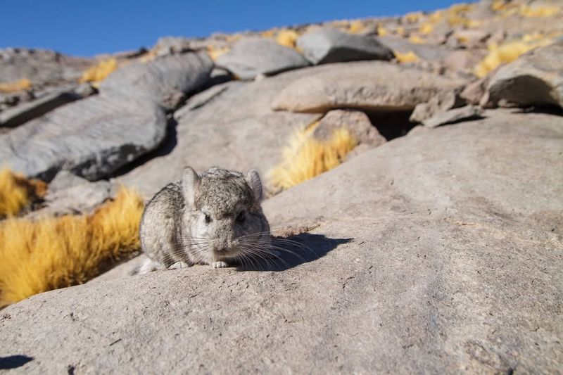 Chinchilla