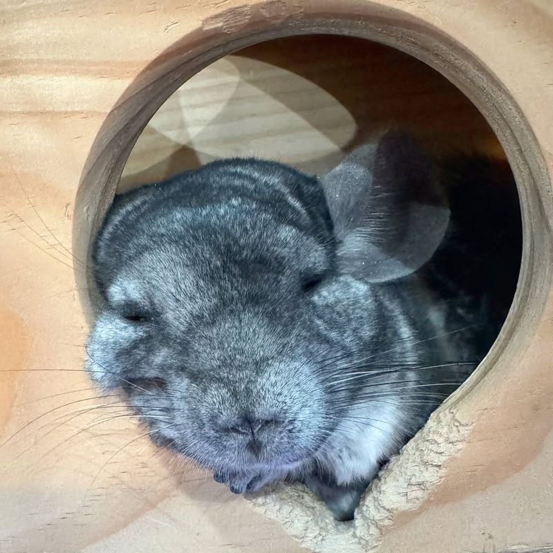 Chinchilla