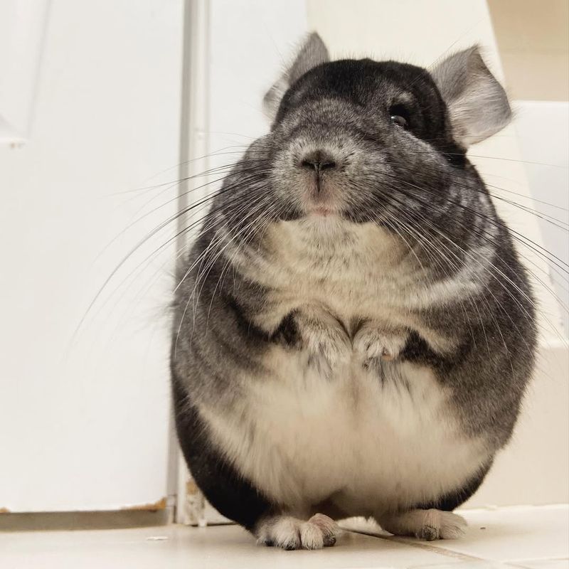 Chinchilla