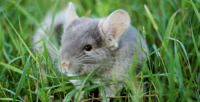 Chinchilla