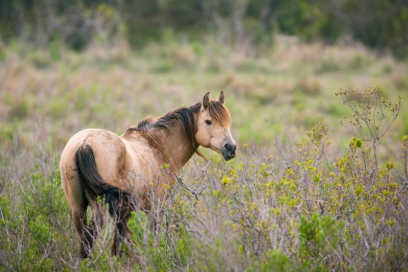 Chincoteague Ponies of Virginia