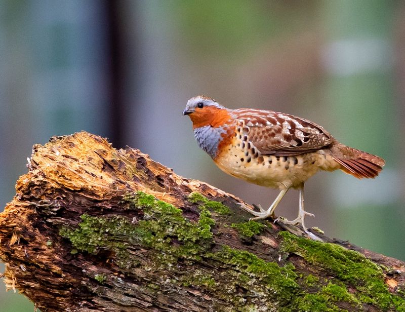 Chinese Bamboo Partridge