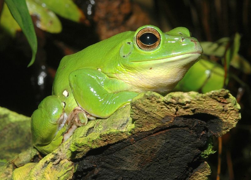 Chinese Flying Frog