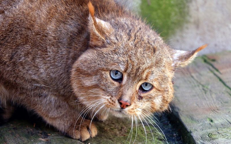 Chinese Mountain Cat