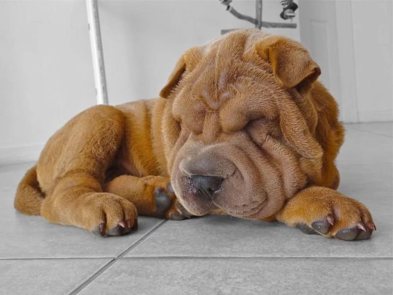 Chinese Shar-Pei