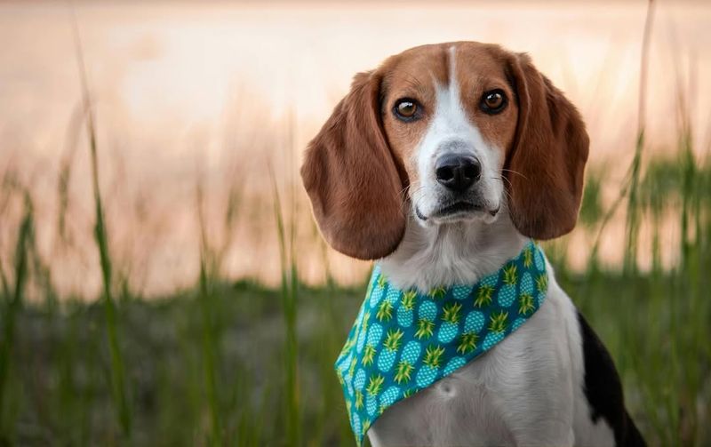 English Foxhound