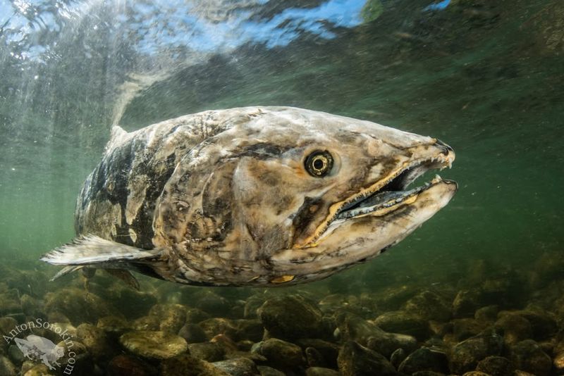 Chinook Salmon (Washington)