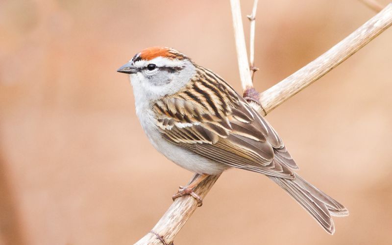 Chipping Sparrow