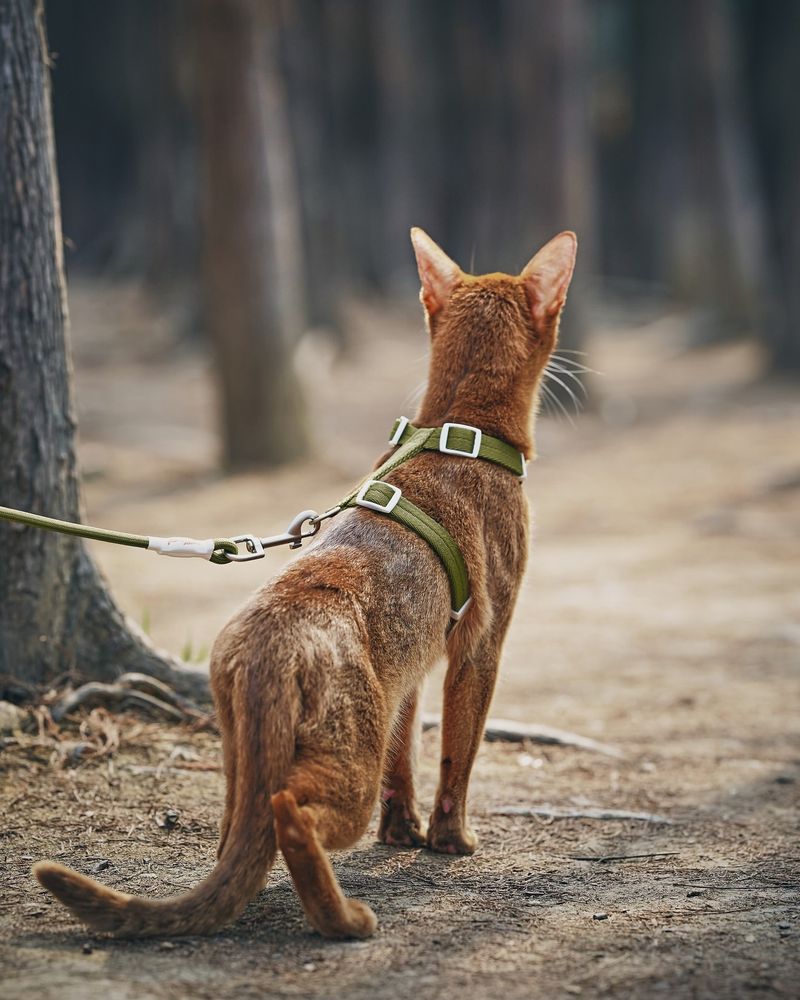 Choose the Right Harness