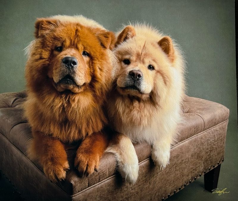 Chow Chow