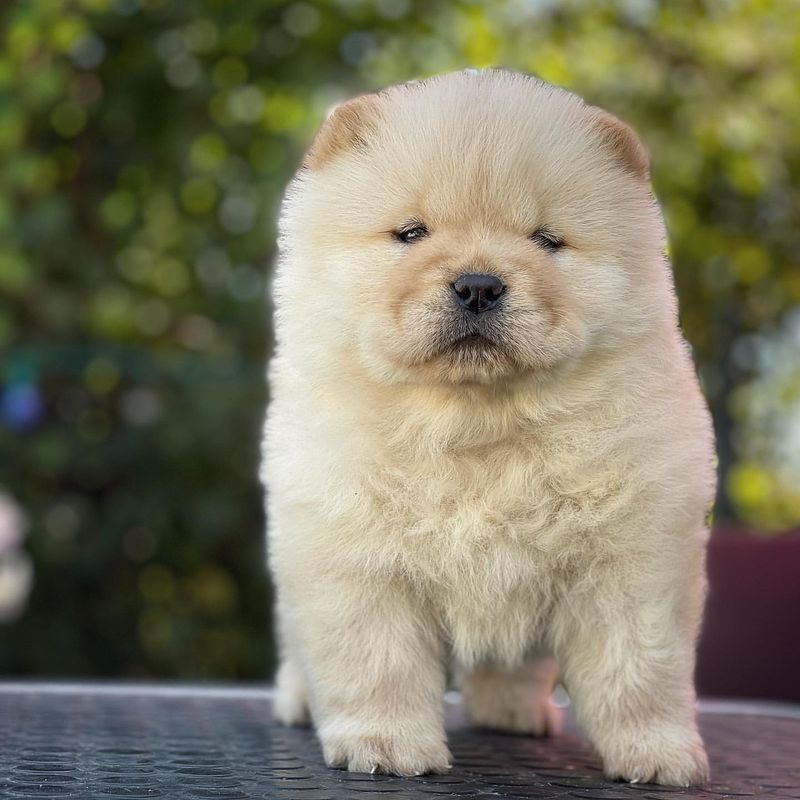 Chow Chow