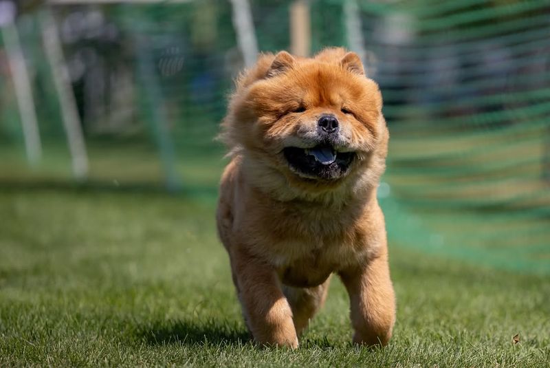 Chow Chow