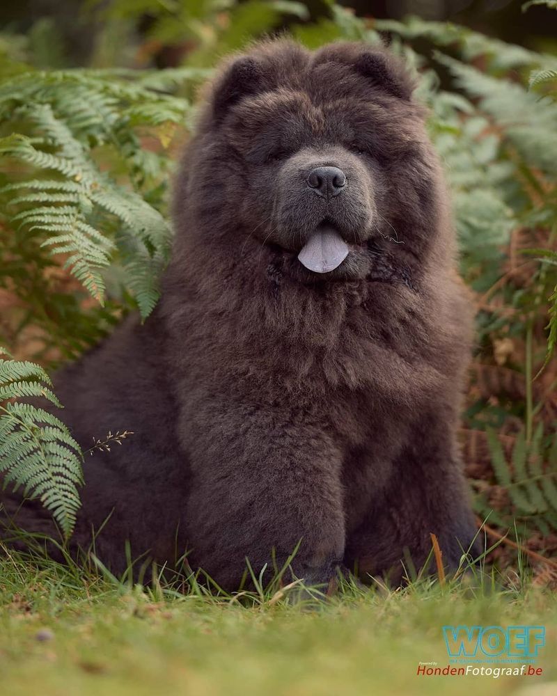 Chow Chow