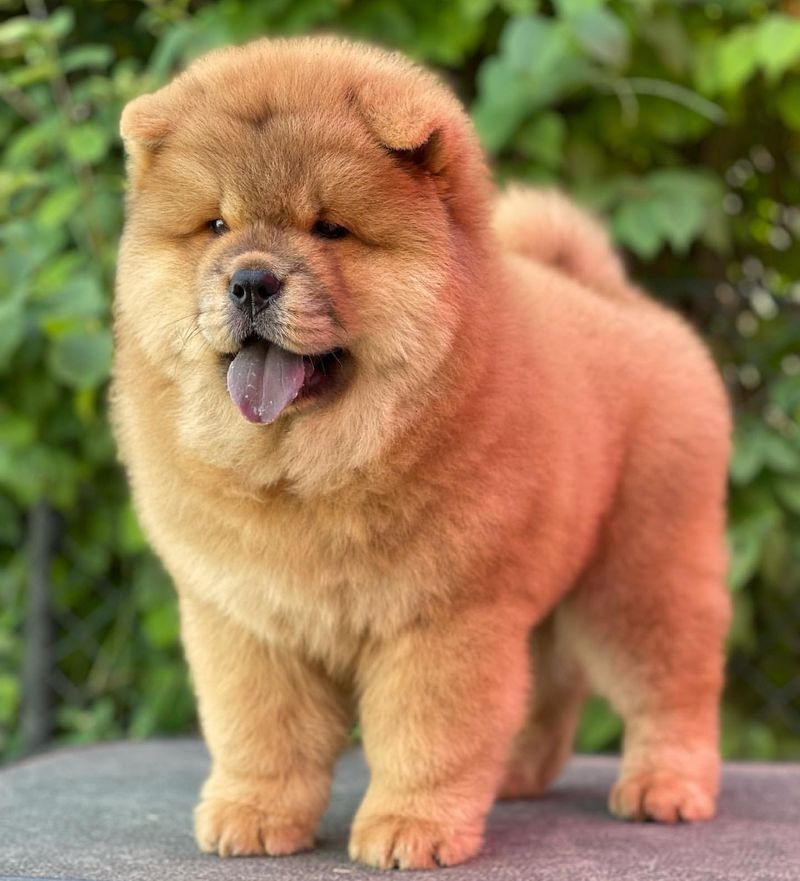 Chow Chow