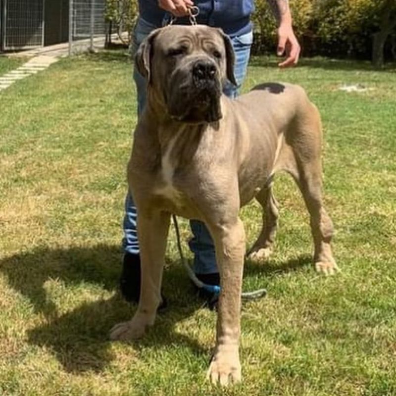 Fila Brasileiro