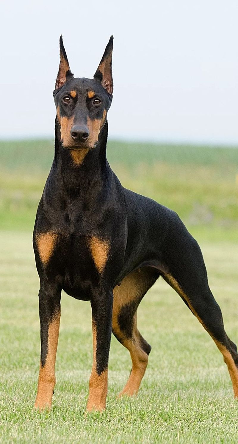 Doberman Pinscher