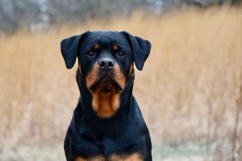 Rottweiler