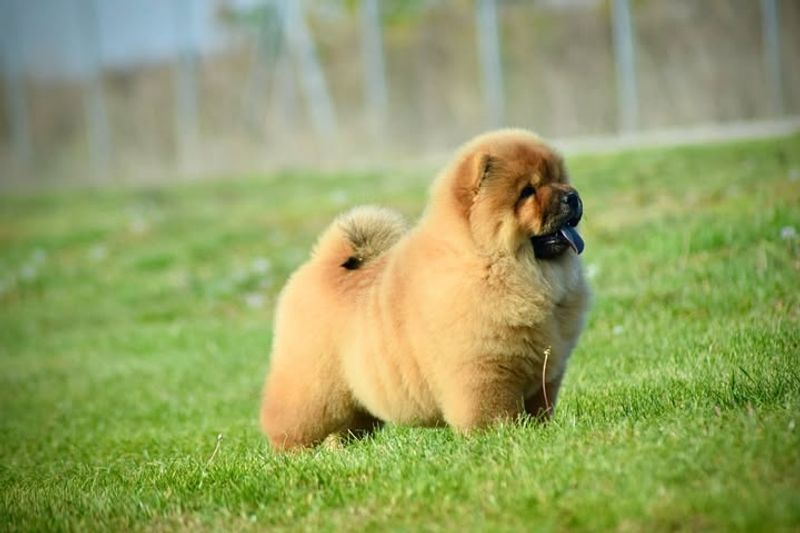 Chow Chow