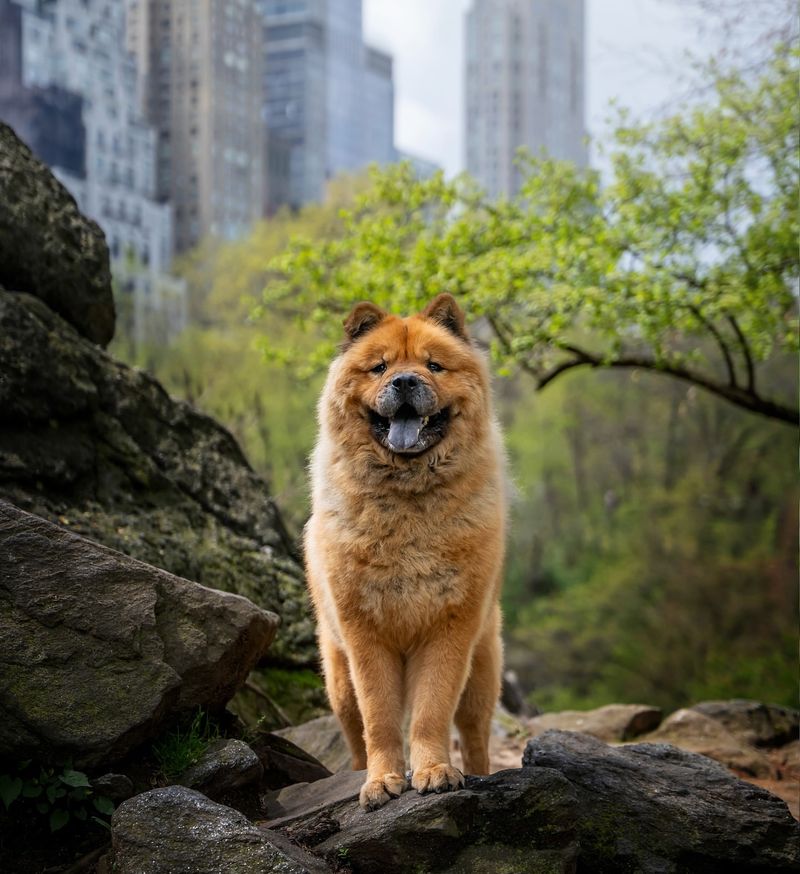 Chow Chow