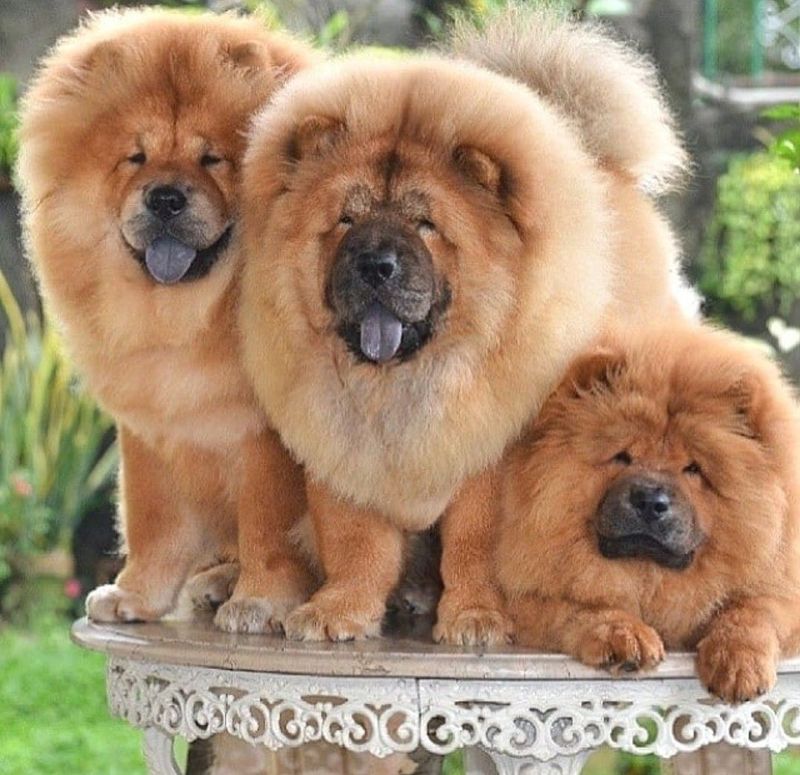 Chow Chow