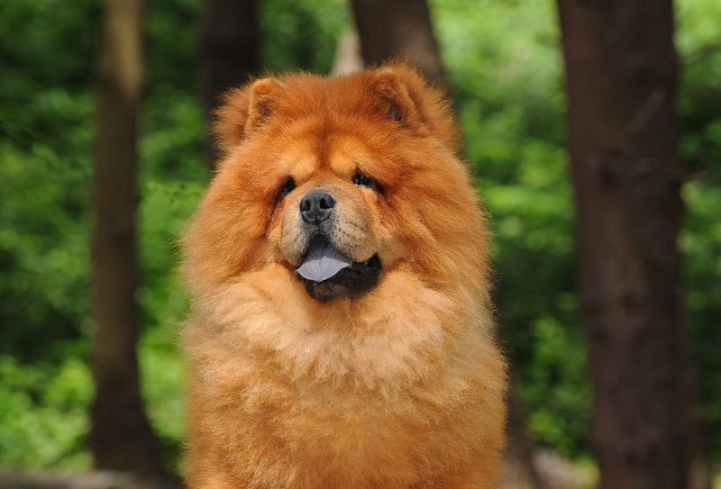 Chow Chow