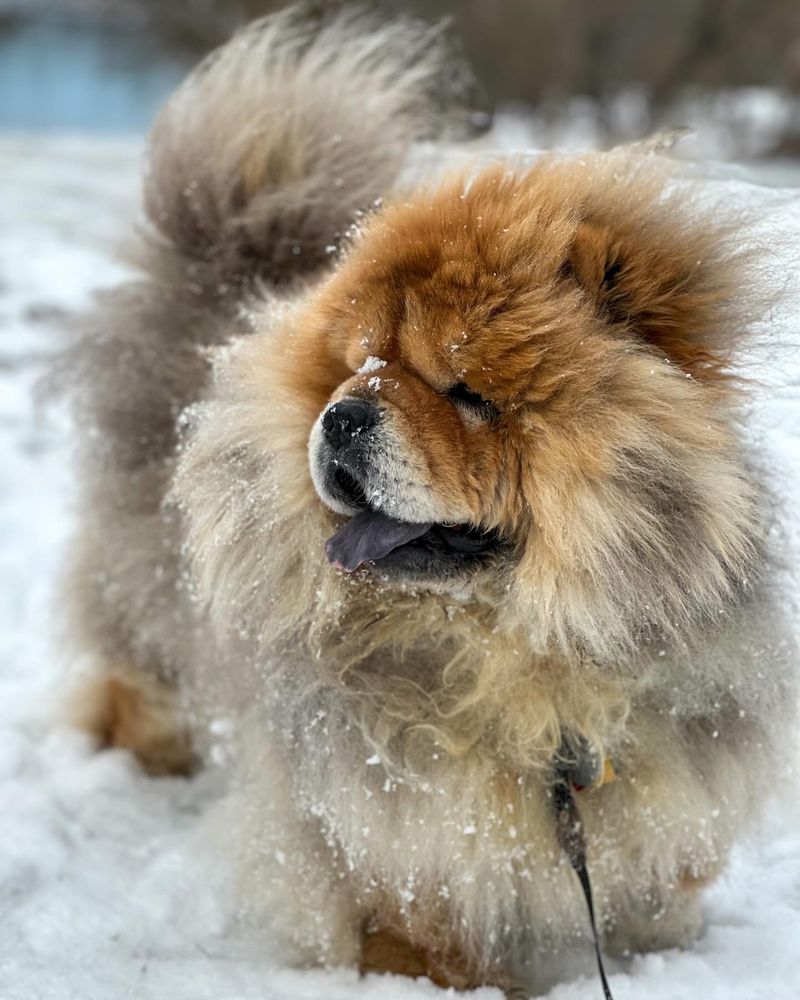 Chow Chow